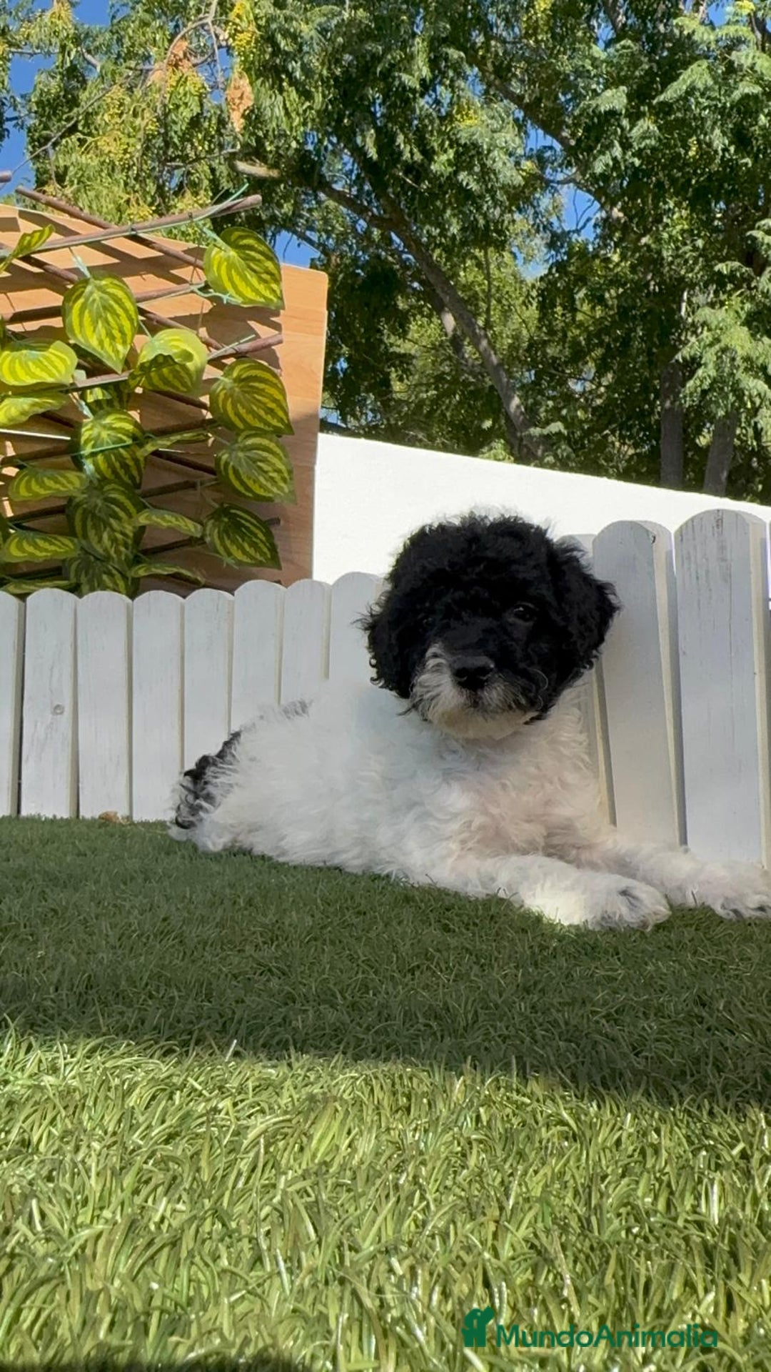 Perro de Agua Español perros en venta: PERRO DE AGUA HEMBRA - Imagen 2