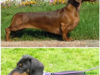 Teckel Miniatura perros Teckel - Anuncio 1