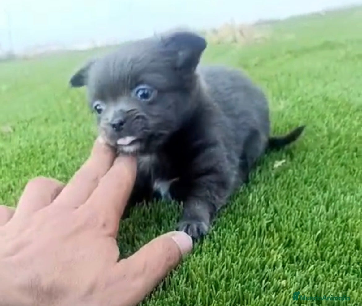 Chihuahua perros Chihuhua blue peloLargo  - Anuncio 1