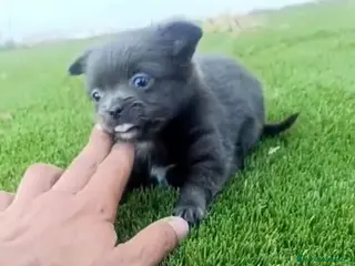 Chihuahua perros Chihuhua blue peloLargo - Anuncio 1