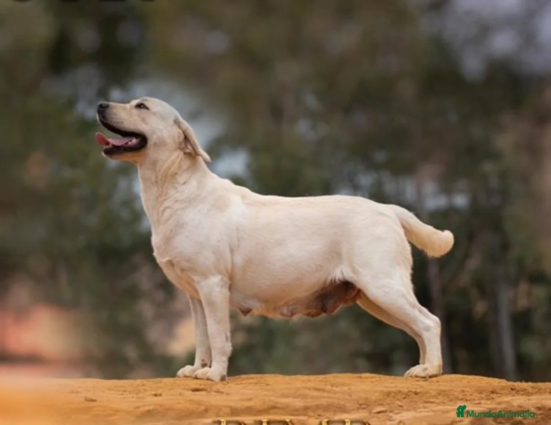 Labrador Retriever perros en venta: Labrador Retrievers amarillos  - Anuncio 9