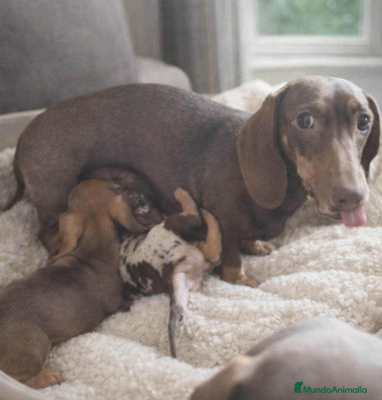 Teckel Miniatura perros Cachorritos miniatura kaninchen - Anuncio 1