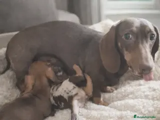 Teckel Miniatura perros Cachorritos miniatura kaninchen - Anuncio 1