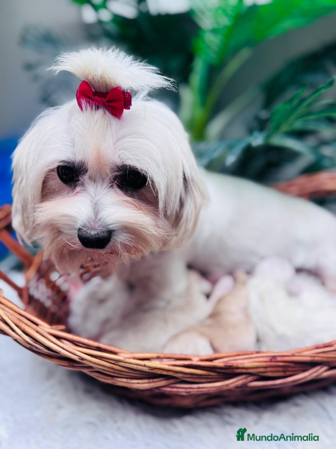 Maltipoo perros en venta: MALTIPOO - Anuncio 6