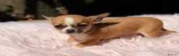Chihuahua perros en venta: Chihuahua Minitoy  - Anuncio 6