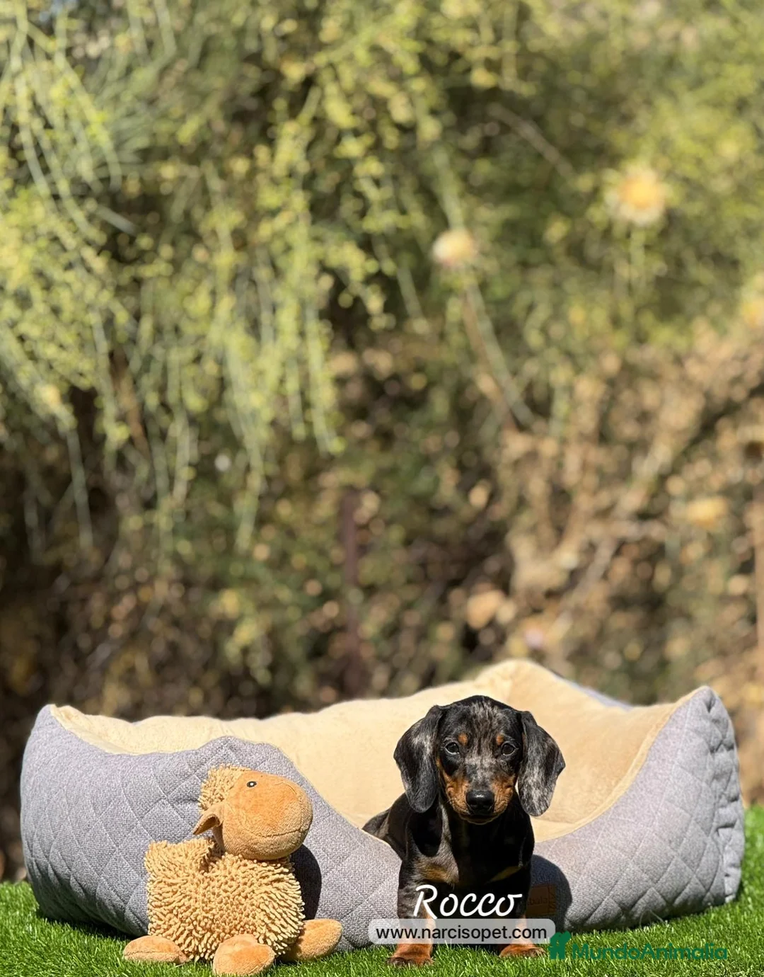 Teckel Miniatura perros en venta: TECKEL ARLEQUIN PLATA MACHO - Anuncio 1