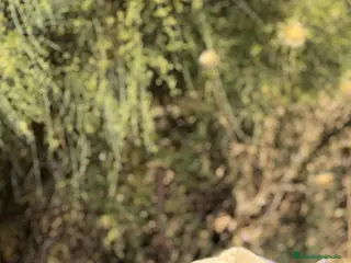 Teckel Miniatura perros TECKEL ARLEQUIN PLATA MACHO - Anuncio 19