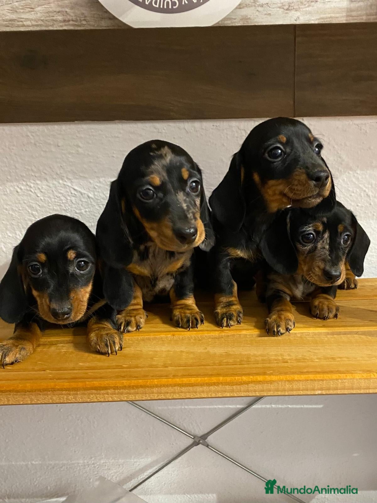 Teckel perros 🌭 Teckel – inteligentes, valientes y adorables 🐶 - Anuncio 29