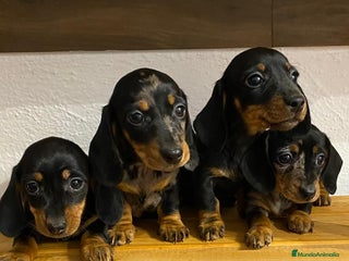 Teckel perros - Anuncio 27