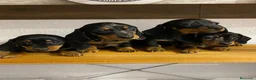 Teckel perros en venta: 🌭 Teckel – inteligentes, valientes y adorables 🐶 - Anuncio 1