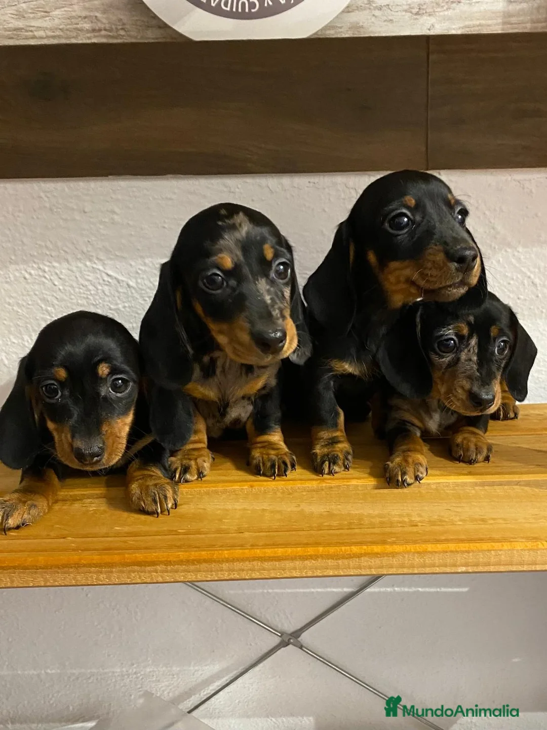 Teckel perros en venta: 🌭 Teckel – inteligentes, valientes y adorables 🐶 - Anuncio 1