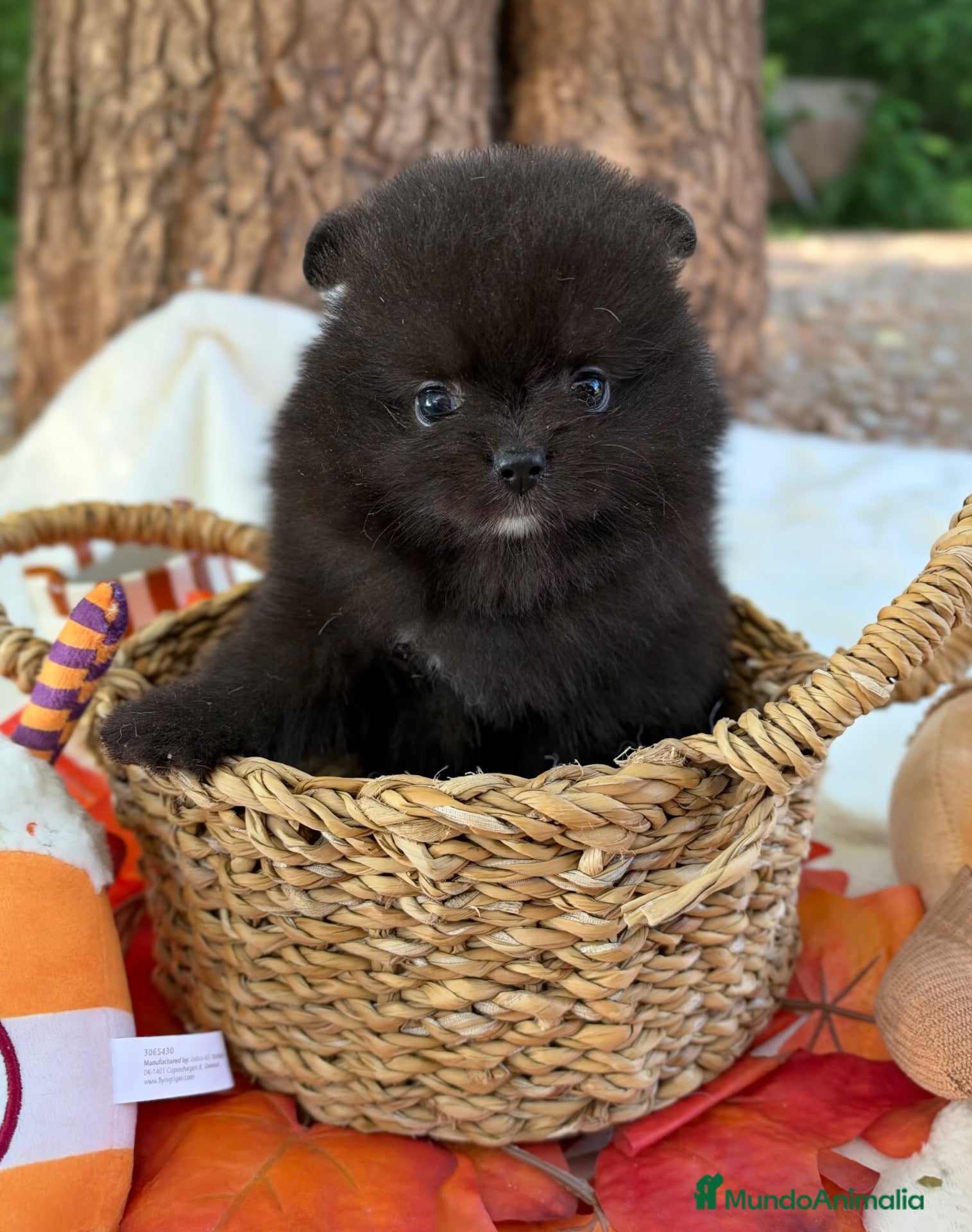 Pomerania perros en venta: Lulu de Pomerania - Anuncio 2