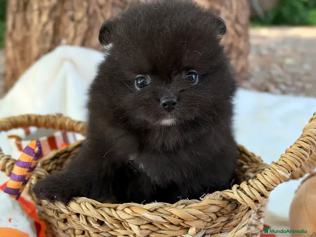 Pomerania perros en venta: Lulu de Pomerania - Anuncio 2