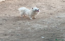 Pomerania perros en venta: Pomerania toy - Imagen 3