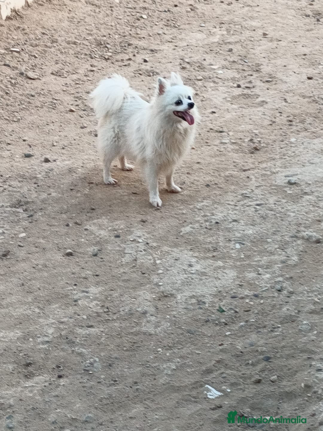 Pomerania perros en venta: Pomerania toy - Imagen 3