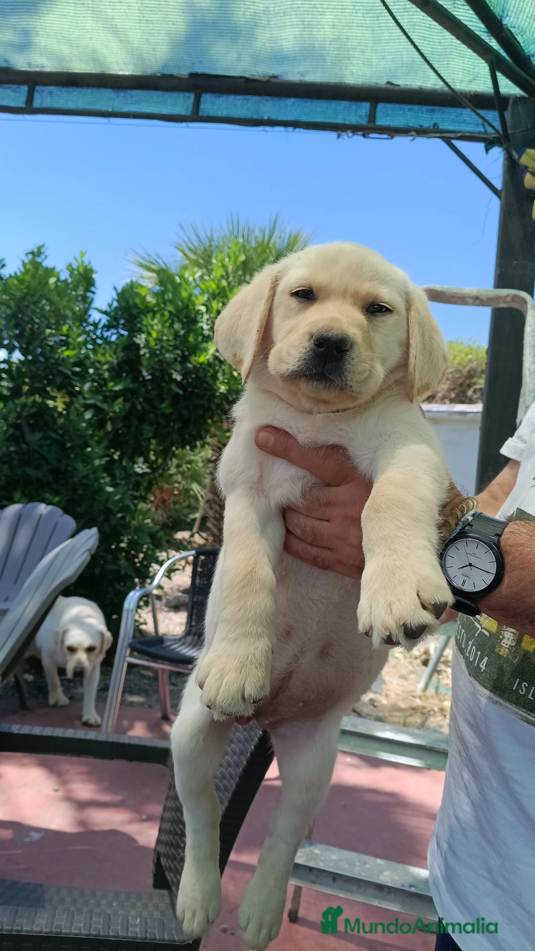 Labrador Retriever perros en venta: Hembra labrador retriever  - Anuncio 6