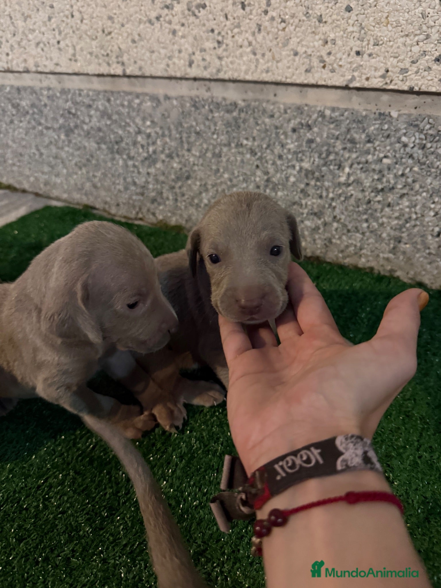 Weimaraner perros 🐾✨ BRACOS DE WEIMAR EN RESERVA ✨🐾 - Anuncio 1