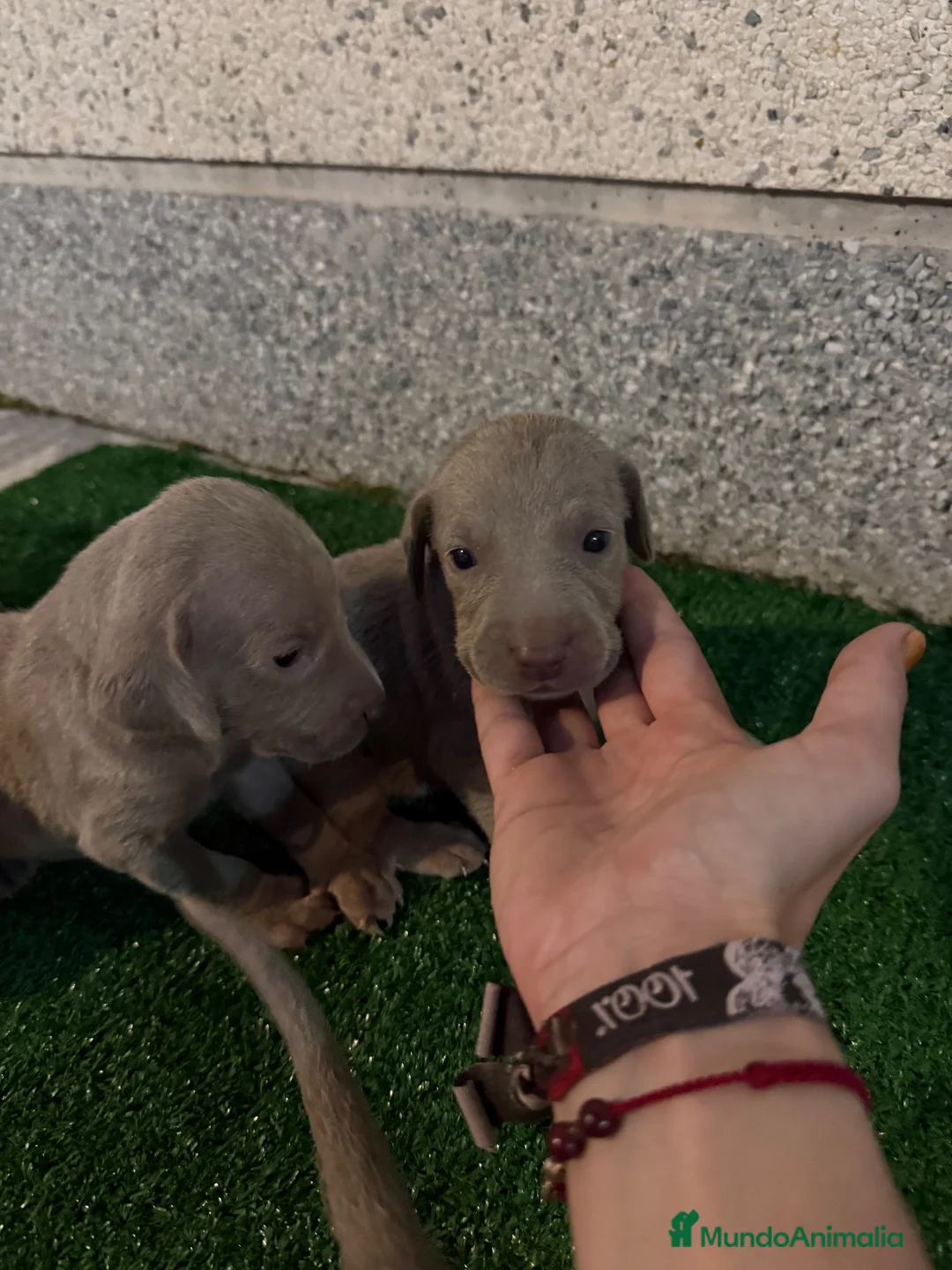 Weimaraner perros en venta: 🐾✨ BRACOS DE WEIMAR EN RESERVA ✨🐾 en Barcelona - Anuncio 1