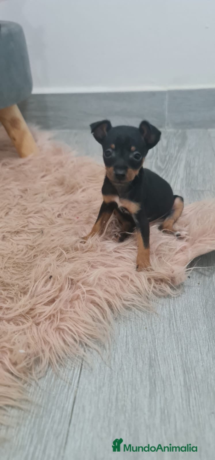 Ratón de Praga perros Ratones de Praga Máxima Calidad Toyy - Anuncio 1