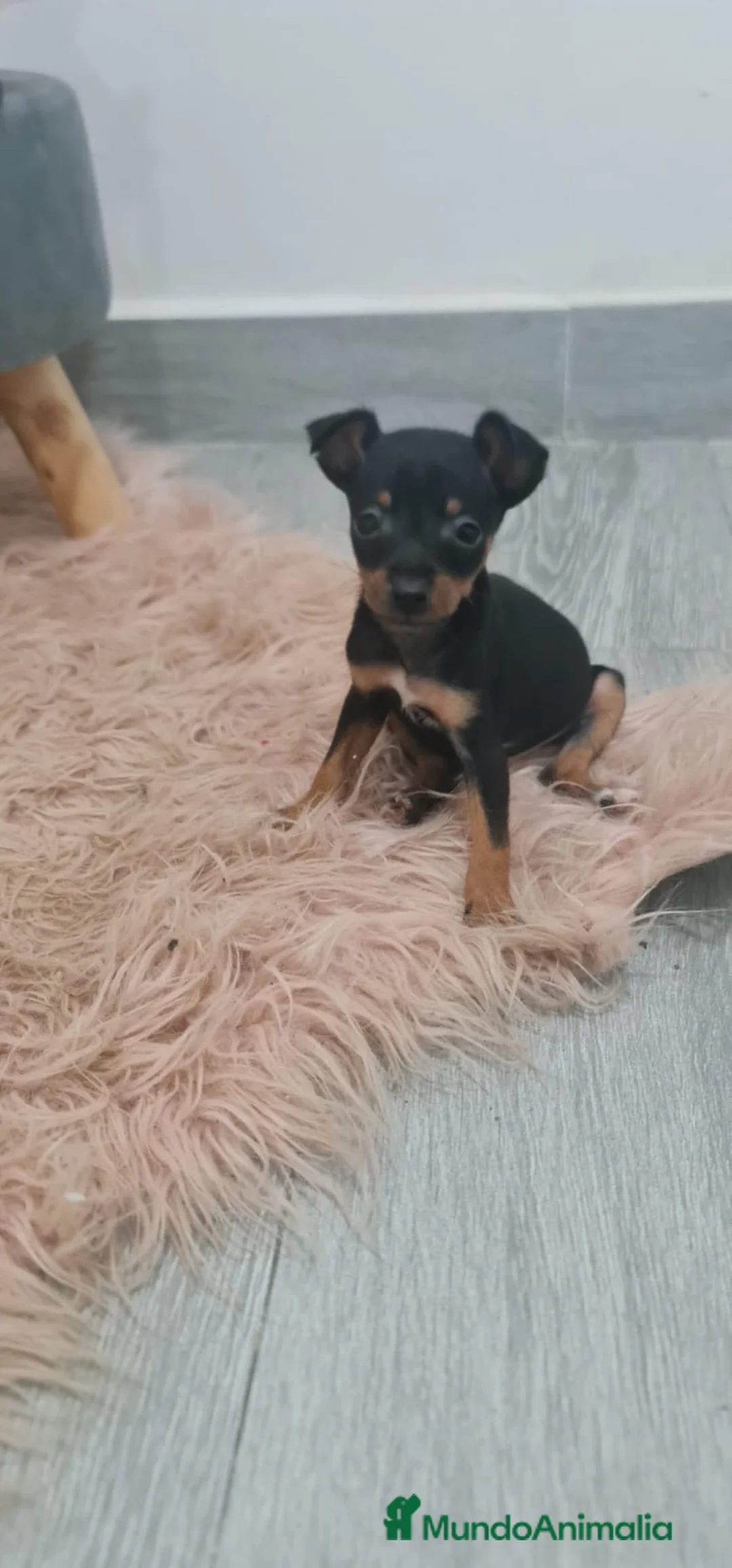 Ratón de Praga perros en venta: Ratones de Praga Máxima Calidad Toyy - Anuncio 1