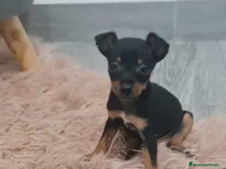 Ratón de Praga perros Ratones de Praga Máxima Calidad Toyy - Anuncio 1