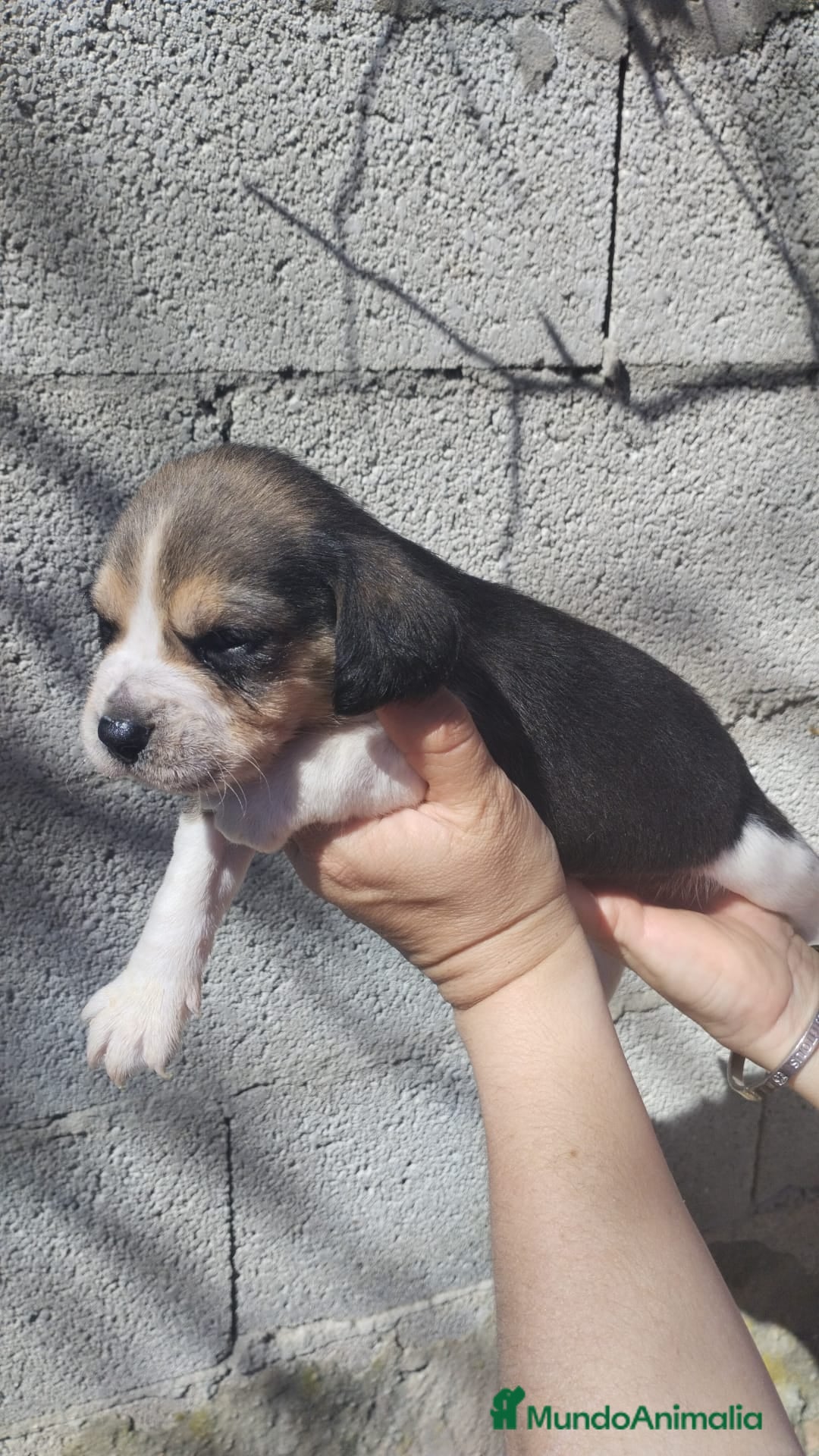 Beagle perros Beagle  - Anuncio 3