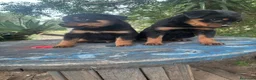 Rottweiler perros en venta: Disponible macho de Rottwailer de Calidad  - Anuncio 2