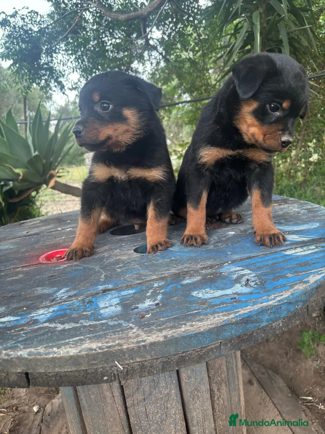Rottweiler perros en venta: Disponible macho de Rottwailer de Calidad  - Anuncio 2