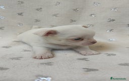 Chihuahua perros en venta: Chihuahua macho y hembra  - Imagen 2