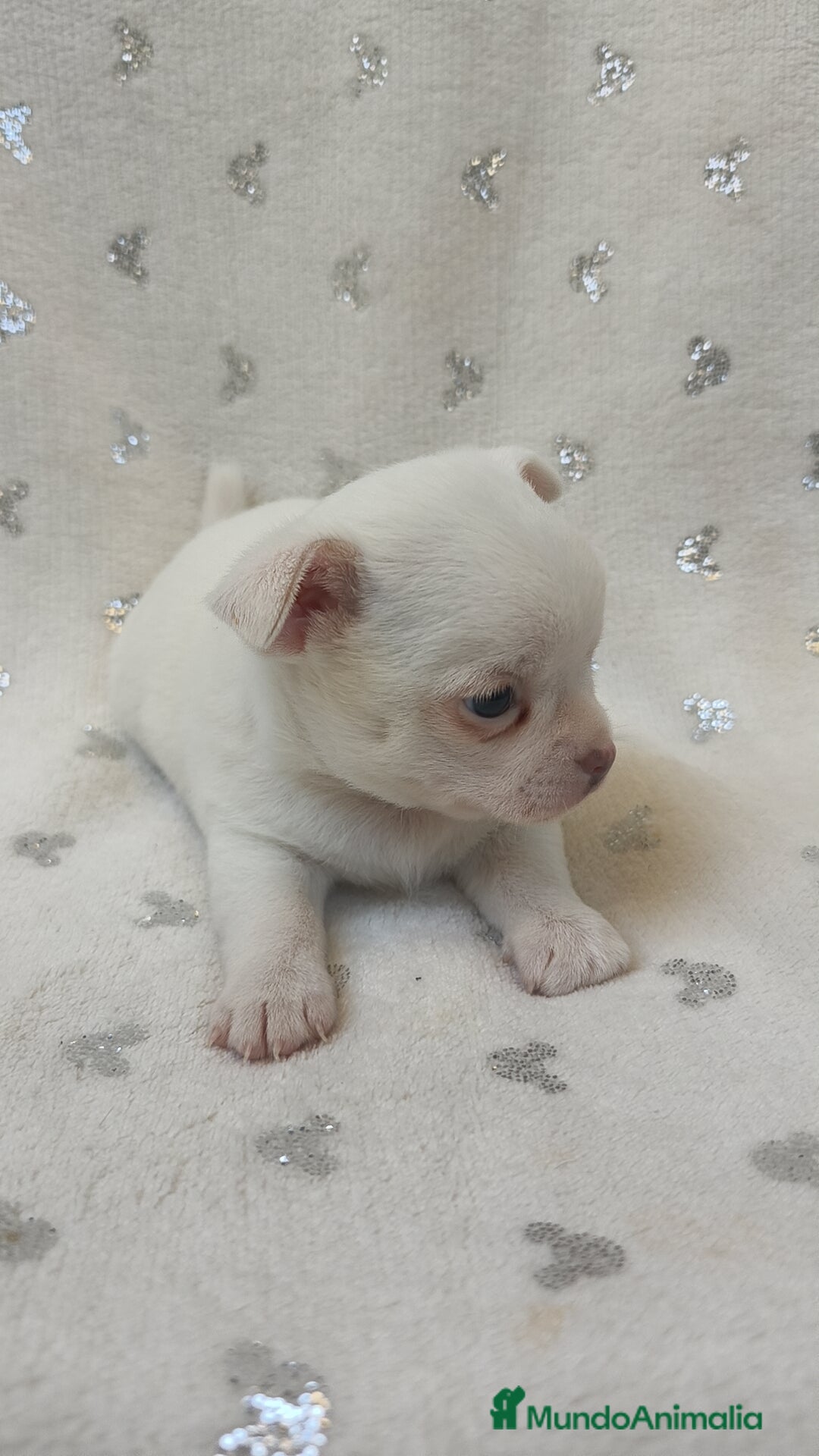 Chihuahua perros en venta: Chihuahua macho y hembra  - Imagen 2