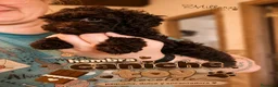 Caniche Toy perros en venta: Caniche Toy ¡Últimos cachorros disponibles! - Anuncio 4
