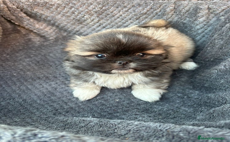 Shih Tzu perros - Anuncio 16