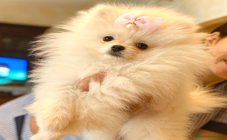 Pomerania perros - Anuncio 1