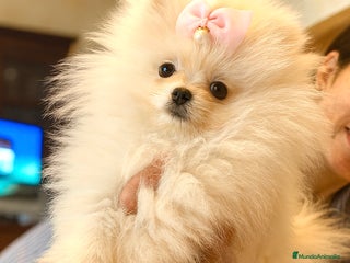 Pomerania perros - Anuncio 8