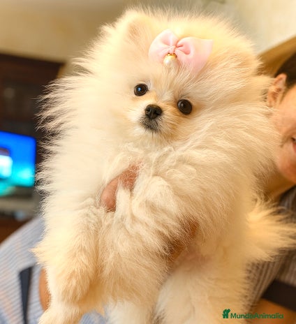 Pomerania perros - Anuncio 14