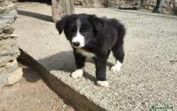 Border Collie perros en venta: Cachorros border collie blanco y negro  - Imagen 8