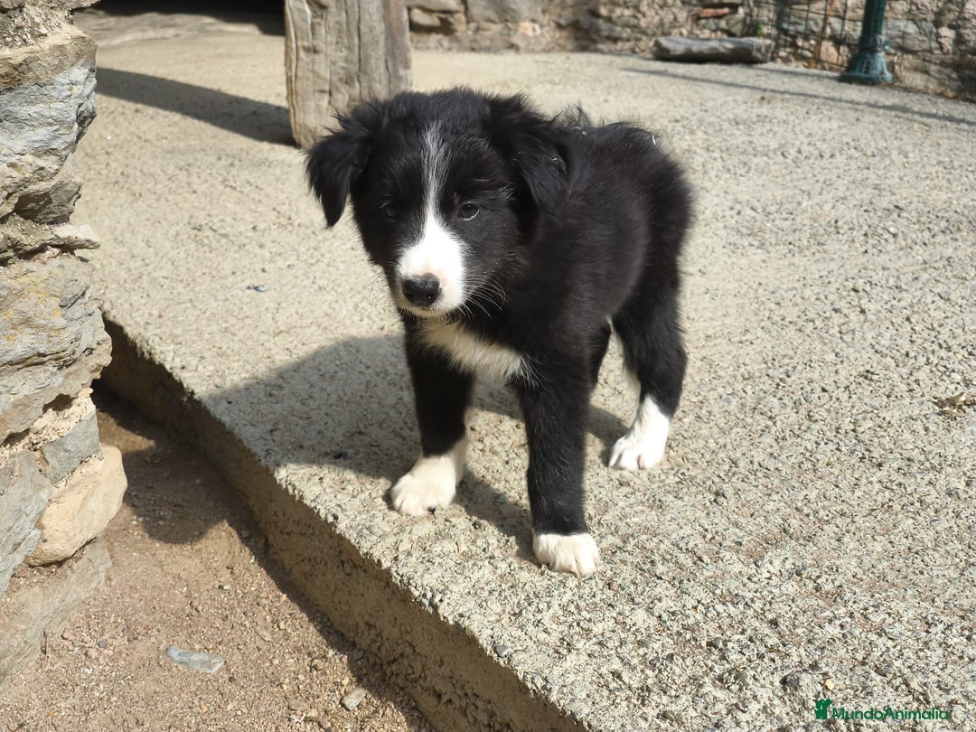Border Collie perros en venta: Cachorros border collie blanco y negro  - Imagen 8