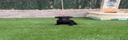 Jack Russell Terrier perros en venta: Cachorra parterdale - Anuncio 5
