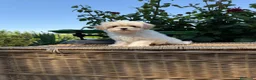 Maltipoo perros en venta: Maltipoo hembra con todas las vacunas !!! - Anuncio 3