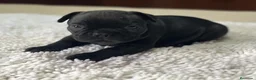 Bulldog Francés perros en venta: Cachorros de bulldog francés  - Anuncio 17