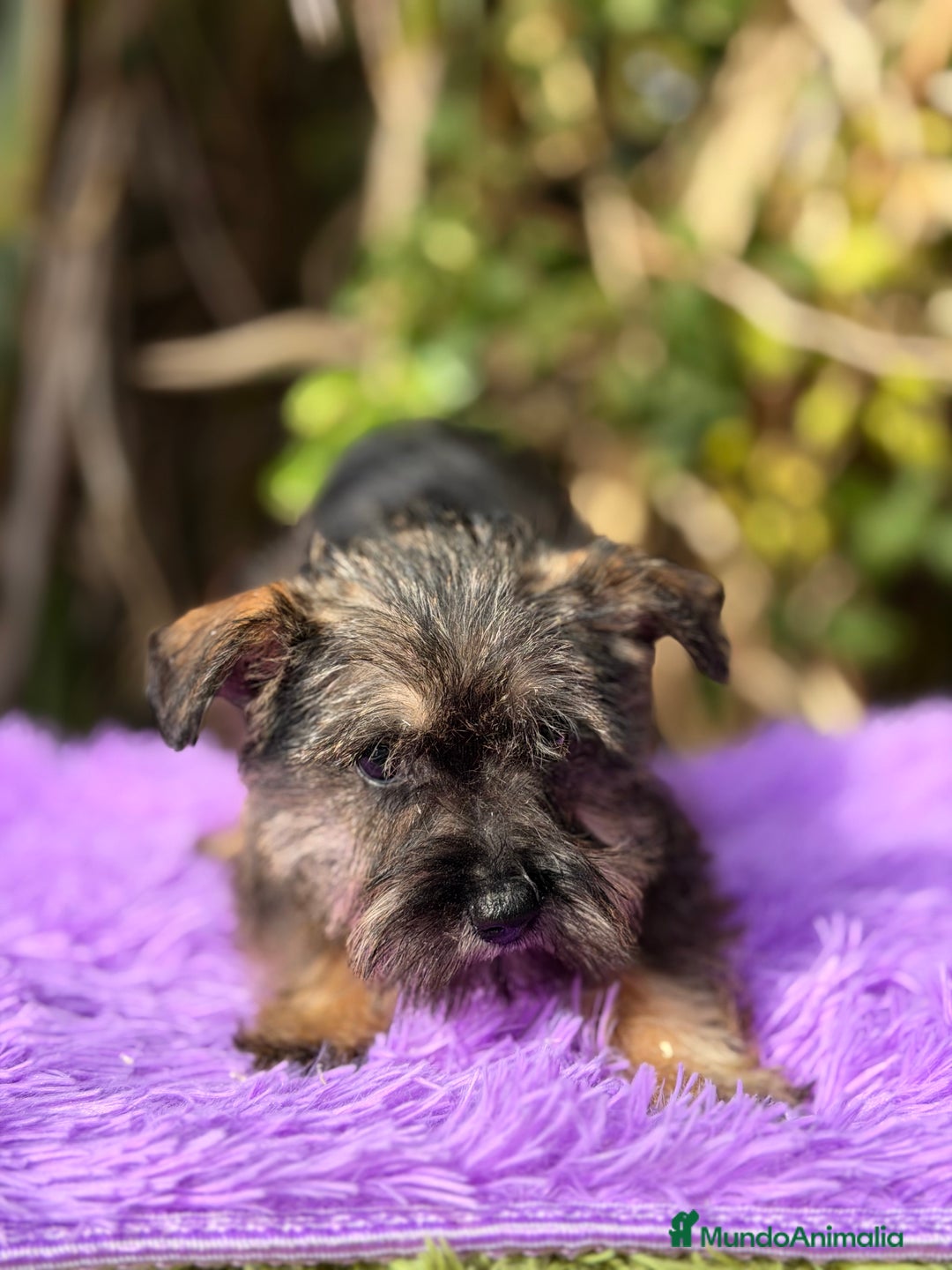 Schnauzer Miniatura perros en venta: Schnauzer miniatura hembra  - Anuncio 6