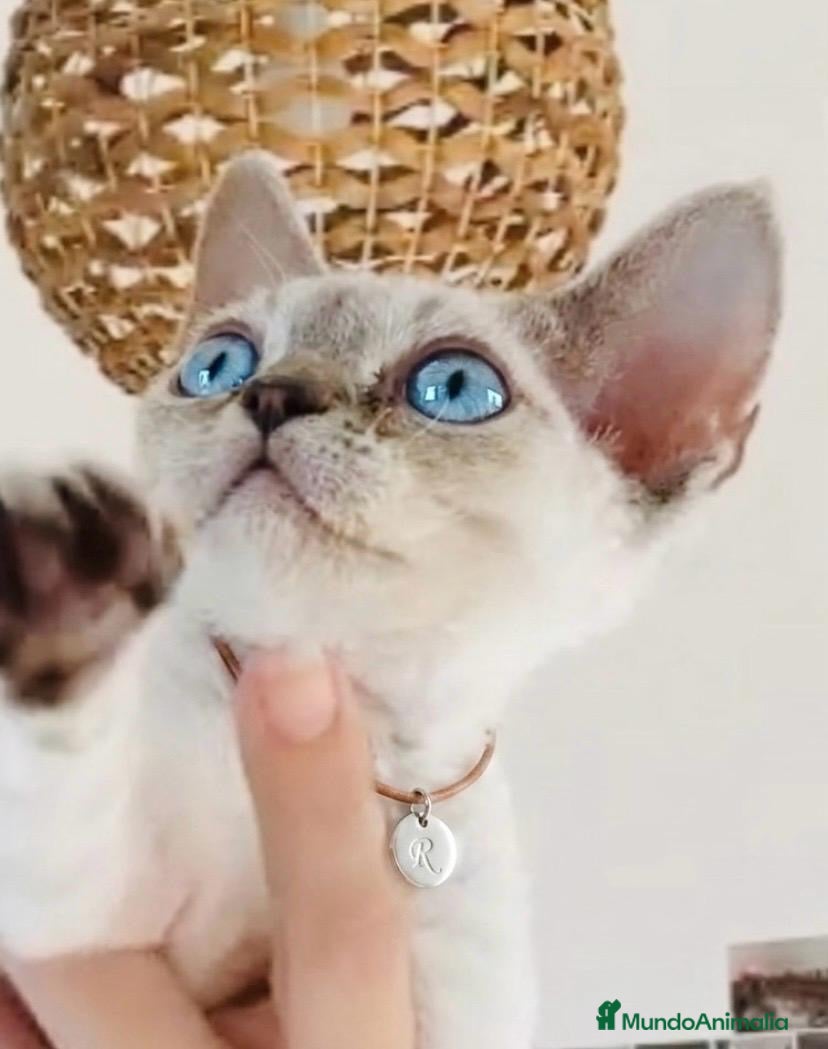 Devon Rex gatos Devon Rex - Anuncio 27