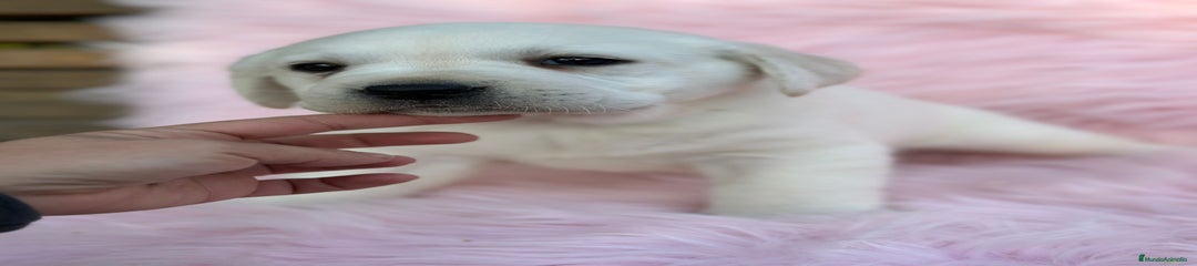 Labrador Retriever Cachorro 1