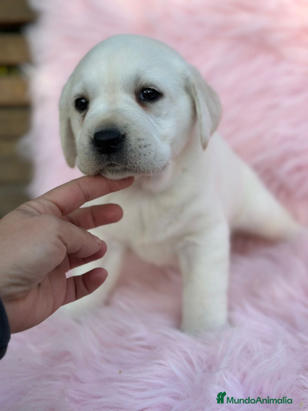 Labrador Retriever perros en venta: Labradora amarillo  - Anuncio 8