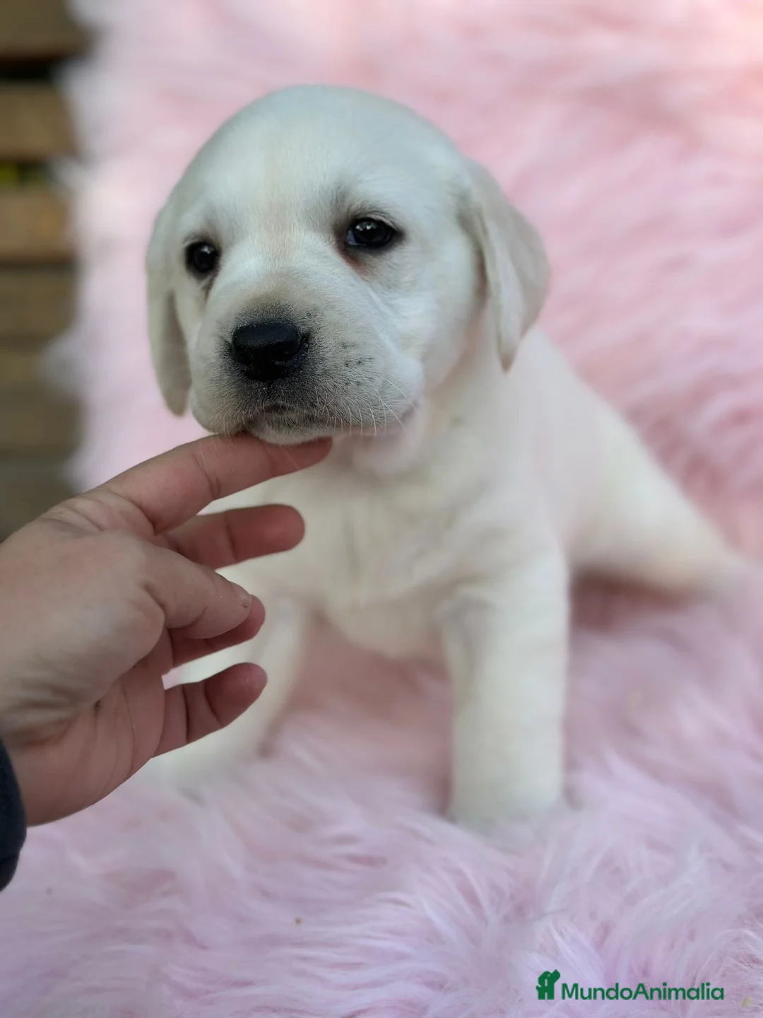 Labrador Retriever perros en venta: Labradora amarillo  - Anuncio 8