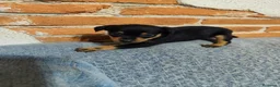 Pinscher Miniatura perros en venta: Mini Pincher  - Anuncio 3