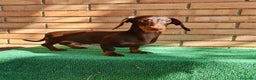 Teckel Miniatura perros en venta: Teckel mini - Anuncio 2