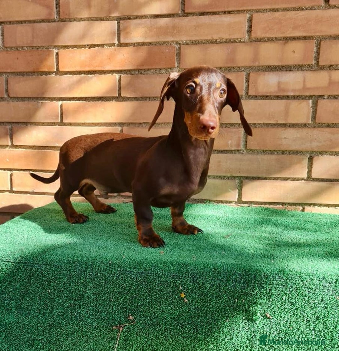 Teckel Miniatura perros en venta: Teckel mini - Anuncio 2