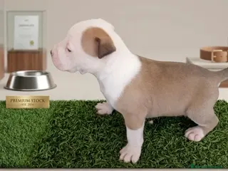 American Staffordshire-Terrier perros Espectacular camada de American staffordshire - Anuncio 1