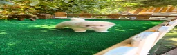 Pomerania perros en venta: Pomerania Lulu Toy Macho Blanco Crema Peludito  - Anuncio 2